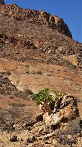 Image result for Cyphostemma schlechteri