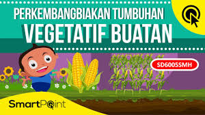 5.tumbuhan yang berkembangbiak dengan akar tinggal: Perkembangbiakan Tumbuhan Dengan Vegetatif Buatan Smartpoint Sd6005smh Youtube