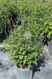 Image result for Stachytarpheta urticifolia