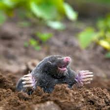 Oh Nein Habt Oder Hattet Ihr Schon Mal Einen Maulwurf Im Garten Sie Sind Ja Wirklich Suss Zerstoren Aber Rasen Und Beete Vollkom Maulwurf Im Garten Maulwurf Und Garten