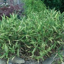 Image result for Pleioblastus fortunei