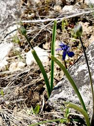 Image result for Tridactyle filifolia