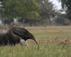 Image of Giant anteaters in the Pantanal