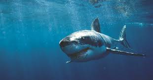 Kane overall, 32, took the stunning photos from inside a shark cage off the neptune. Great White Sharks Attracted By Ac Dc Hits Australian Geographic