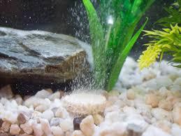 Maybe you would like to learn more about one of these? How To Remove Sludge From An Aquarium Pond Aquarium Problem Solver