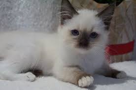 Birman Kittens For Sale Usa Ragdoll Kittens For Sale In The Usa Kittens For Sale Now Ragdoll Cats For Sale Ragdoll Kitten Ragdoll Kittens For Sale