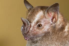 Maybe you would like to learn more about one of these? The Jamaican Fruit Bat Is Critical For Seed Distribution In Costa Rica Go Visit Costa Rica