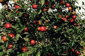 A great fig choice, one to be recommended. 10 Secrets For Growing Fruit Trees Toronto Botanical Garden