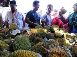 Selamat datang ke channel durian merah. D101 Udang Merah Paling Laku