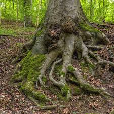 Demystifier Les Problemes Relies Aux Racines D Arbres Emondage Sbp