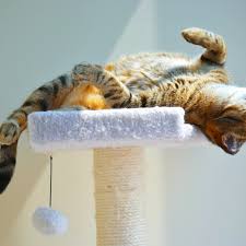 Purraise The Sun Internet Melts Over Kitten Experiencing Sunbeam