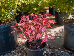 Image result for Nandina