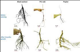 Pin oak's roots are shallow, and the tree transplants easily. Evolution Of The Root System S Architecture Of The 3 Tree Species After Download Scientific Diagram