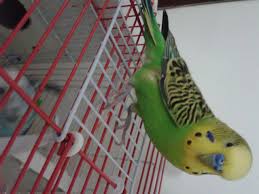 ayagi kirik muhabbet kusu acil