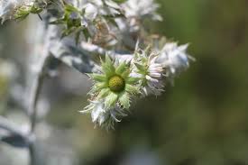 Image result for Berkheya bipinnatifida