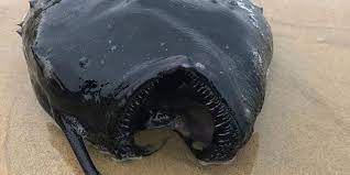 Animals only request common items (and deep sea fish are cool as hell. Rarely Spotted Deep Sea Pacific Football Fish Found In California People Com