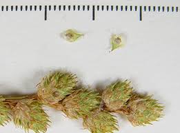 Image result for Secamone brevipes