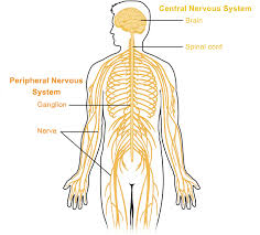 The central nervous system consists of the brain and the spinal cord. Peripheral Nervous System Queensland Brain Institute University Of Queensland