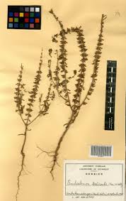 Image result for Endostemon tereticaulis