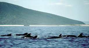 The animal diversity web is a global online database and encyclopedia of animal natural history. Adw Mammalia Information