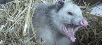 When it comes to possums' elimination, setting traps is the best way to your cat had kittens under your porch and you did not bring them inside? Do Possums Carry Rabies Abc Blog