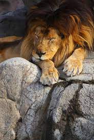 Lion Sleeping Animals Beautiful Sleeping Lion Wild Cats