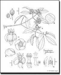 Image result for Symphonia globulifera