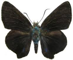 Image result for Triaspis macropteron