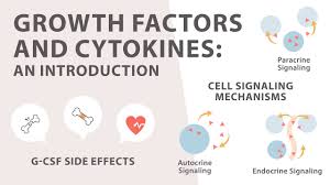 Growth Factors And Cytokines Introduction Abm Inc