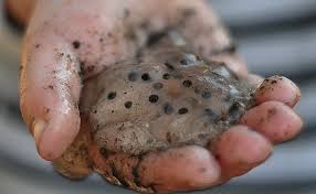 Note the millions of frog eggs as the picture opens up. Frog Eggs Epod A Service Of Usra