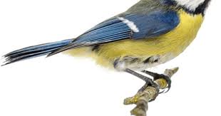 Birds And Their Nests Pictures Uk Bird Boxes Birds Bird Drawings Bird Boxes