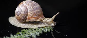 Das Leben Der Gehauseschnecken 1 Kuriose Tierwelt