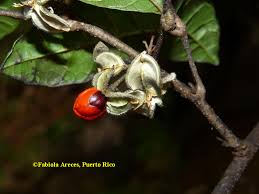 Image result for Trichilia