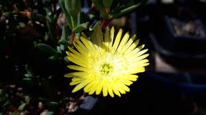 Ruby necklace is a very charming succulent, especially when you place it in an area where it can get adequate sunlight. Lampranthus Ice Plant Yellow Flowering Hardy Succulent With Trailing Habit And Summer Flowers Low Maintenance Plant With Bold Colour In 9cm Pot