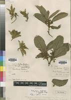 Image result for Vangueria micropyren