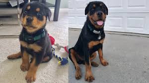 Now take all of these figures and put it into common sense equations (price)/ (year x days) = cost per day. Rottweiler Puppy Vs All Grown Up 05 Youtube