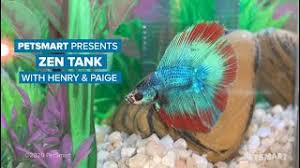 If you want to buy cheap betta tank, choose betta tank from banggood.com. Petsmart Presents Henry The Betta Gets A Zen Fish Tank Youtube
