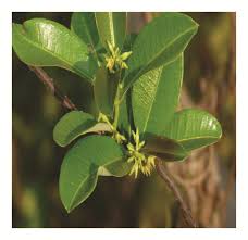 Image result for Cryptolepis