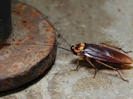 Ishh bahaya pulak kalau gas tu jadi beracun kalau terperangkap dalam kereta. Ini Alasan Kecoa Suka Berada Pada Tempat Yang Sempit Indozone Id