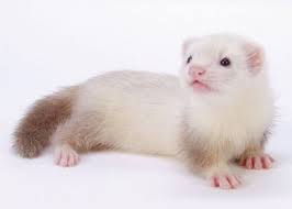 Maybe you would like to learn more about one of these? Ferret Petco
