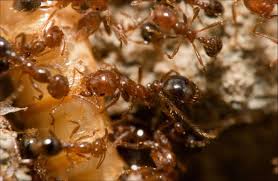 Virus May Help Combat Fire Ants But Caution Is Needed Eurekalert Science News What are red imported fire ants?