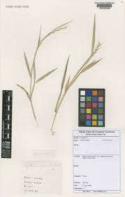 Image result for Lintonia nutans