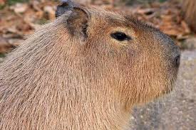 I'm guessing since they are herbivores it would be a herd before it would be a pack. Capibara El Roedor Vivo Mas Grande Del Mundo Educapeques