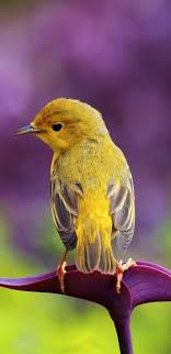 Birds Of A Feather 2 Pin By Karen Sirna On Birds Of A Feather 2 Birds Pretty Birds Bird Stand