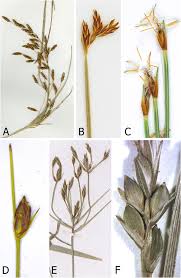 Image result for Fuirena welwitschii