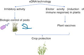 While there are numerous different ways to play pest control, there are a few common strategies used in order to help gain pest points most efficiently. Extracellular Dna A Relevant Plant Damage Associated Molecular Pattern Damp For Crop Protection Against Pests A Review Springerlink