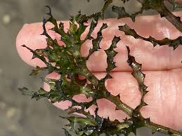 Image result for Najas horrida