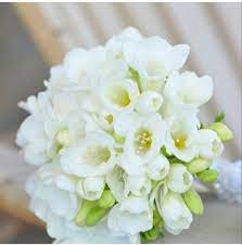 Freesia Flower Freesia Flowers Flowers For Sale Wholesale Fresh Flowers