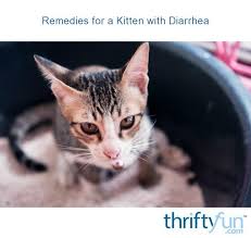 These include vomiting and diarrhea, upset stomach, gassiness if your cat can tolerate milk, raw goat's milk is a good option for a small and infrequent treat. Remedies For A Kitten With Diarrhea Thriftyfun