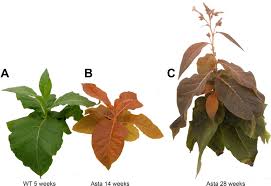 Most of the plant cells are provided with tough rigid cell wall and this is taken as an outstanding point of difference between plant the reproductive cells of higher plants as a rule lack walls. Photosynthesis Without B Carotene Elife